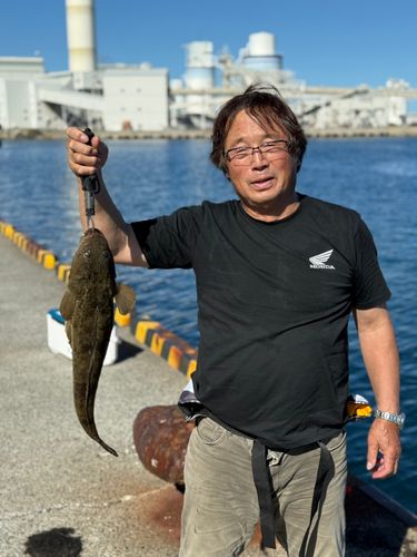 マゴチの釣果