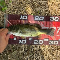 ラージマウスバス