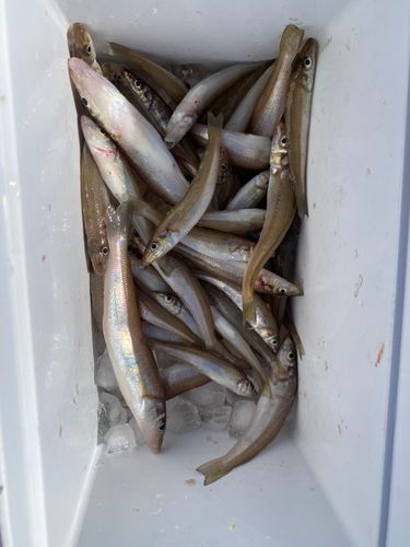 キスの釣果