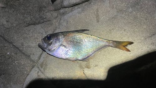 ハタンポの釣果