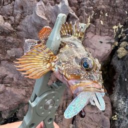 カサゴ