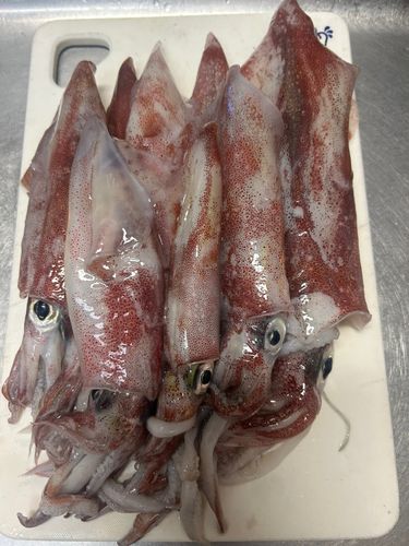 ケンサキイカの釣果