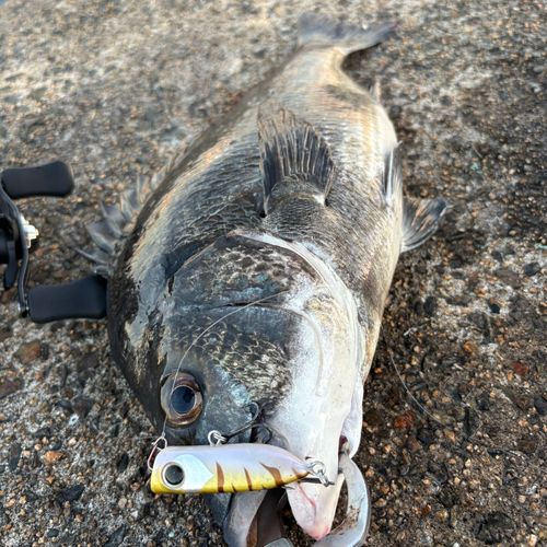 チヌの釣果