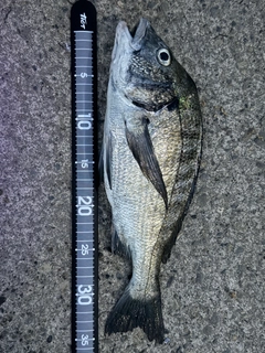 クロダイの釣果