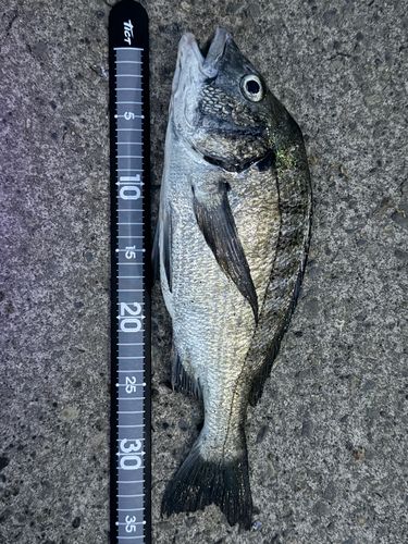 クロダイの釣果