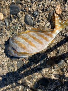 タカノハダイの釣果