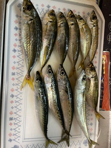アジの釣果