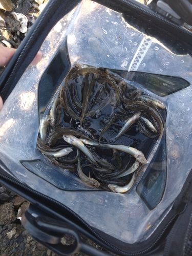 ハゼの釣果