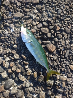 ワカシの釣果