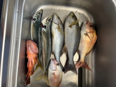 イサキの釣果