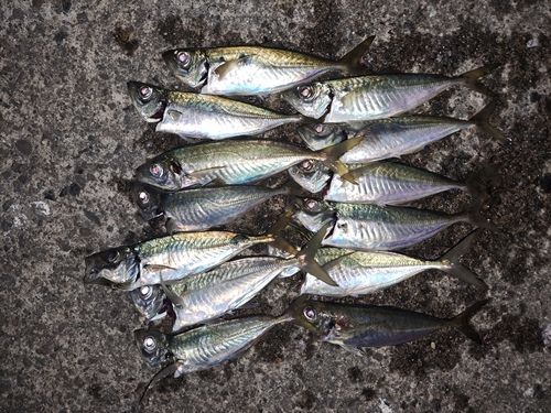 アジの釣果