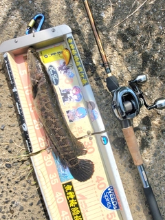 ライギョの釣果