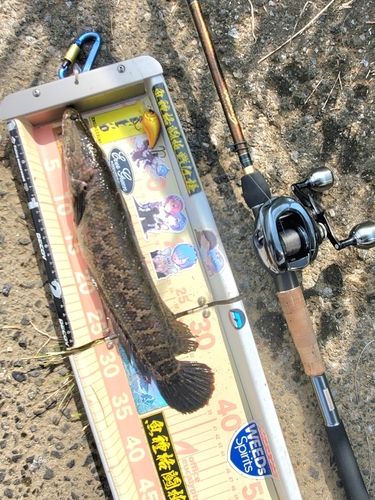 ライギョの釣果