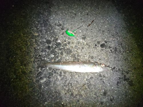 シロギスの釣果