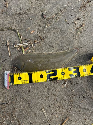 シタビラメの釣果