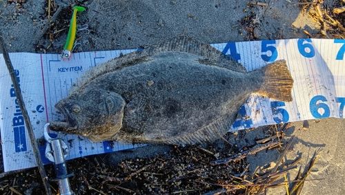 ヒラメの釣果