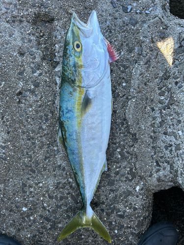 ヤズの釣果