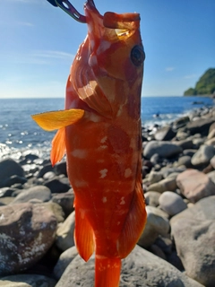 アカハタの釣果