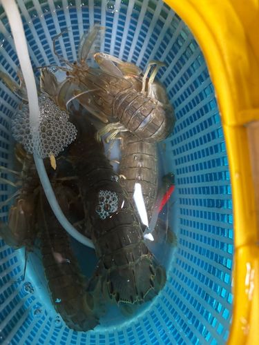 シャコの釣果