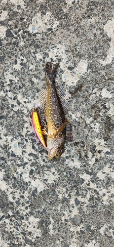 アナハゼの釣果