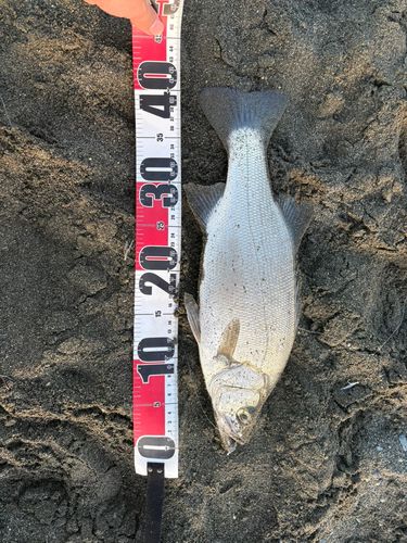 フッコ（ヒラスズキ）の釣果