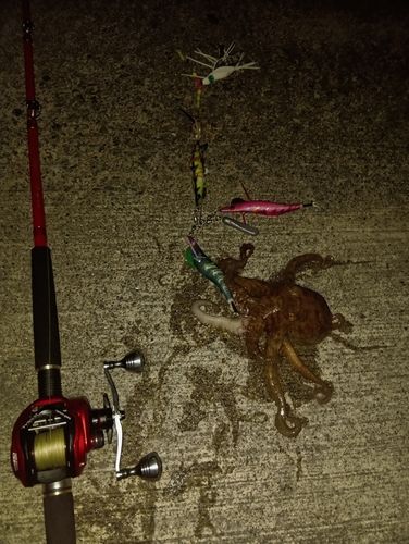 タコの釣果