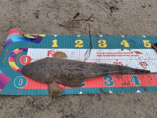 マゴチの釣果