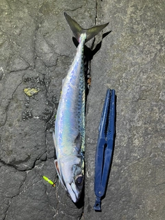サバの釣果