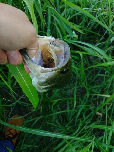 ラージマウスバスの釣果