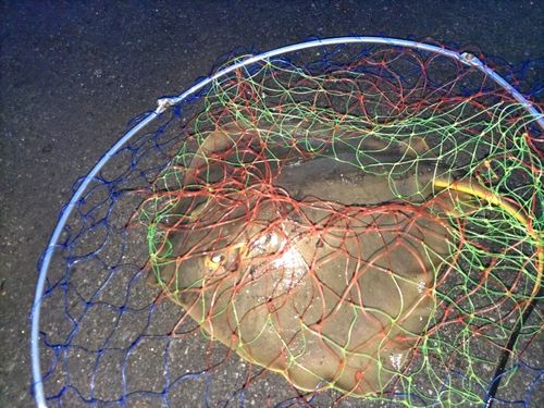 アカエイの釣果