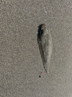 シタビラメの釣果