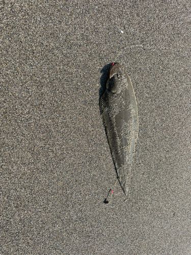 シタビラメの釣果