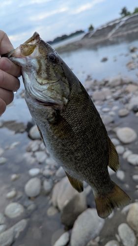 スモールマウスバスの釣果