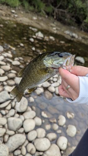 スモールマウスバスの釣果