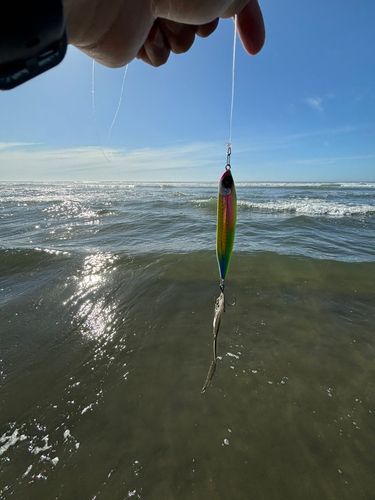 シタビラメの釣果