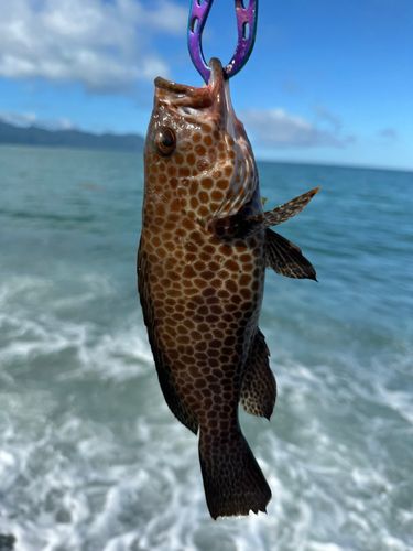 オオモンハタの釣果