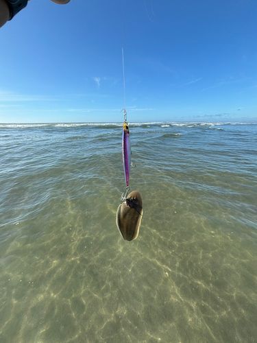 シタビラメの釣果