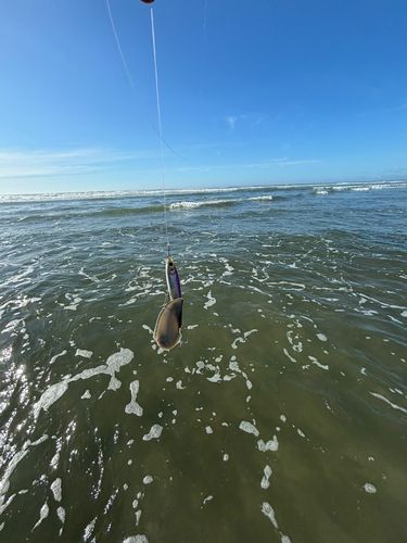 シタビラメの釣果