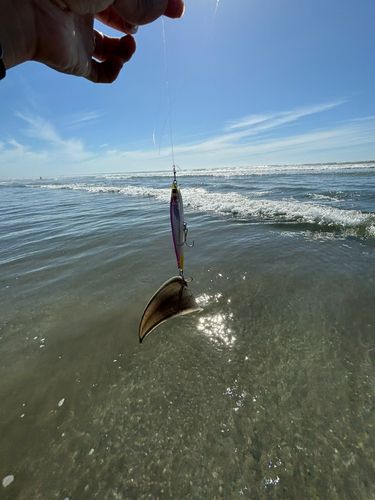 シタビラメの釣果