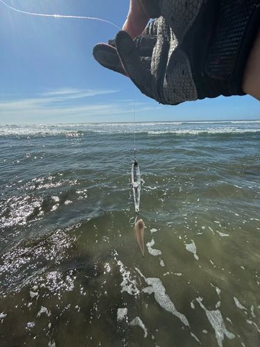 シタビラメの釣果