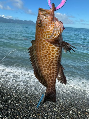 オオモンハタの釣果