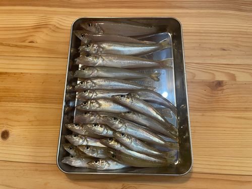 シロギスの釣果
