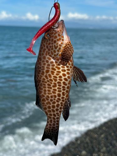 オオモンハタの釣果