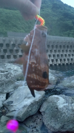 キジハタの釣果