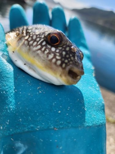 フグの釣果