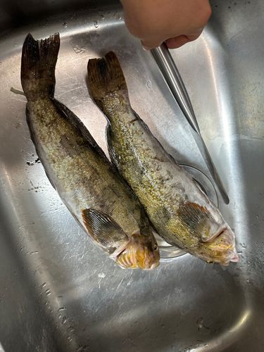アイナメの釣果