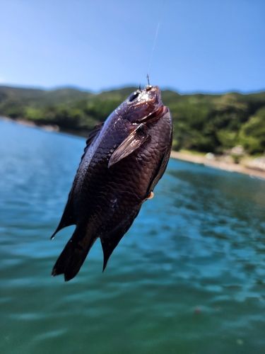スズメダイの釣果