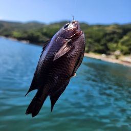 スズメダイ