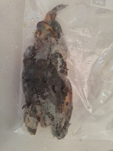 タイワンガザミの釣果