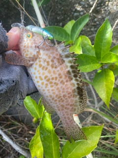 オオモンハタの釣果